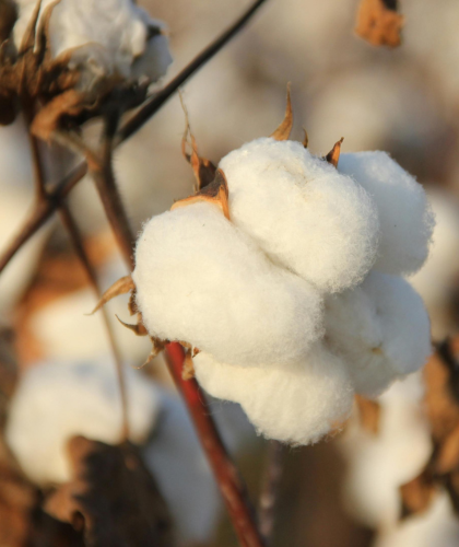 an organic approach to period care